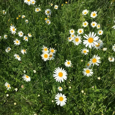 Naturnahes Gastezimmer Mit Kuche In Ostseenahe Проживание в семье
